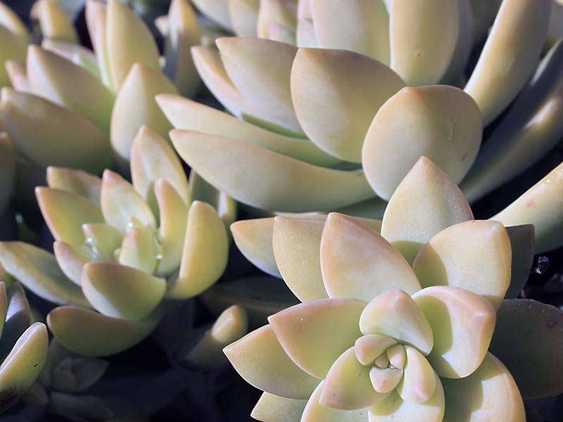 Sedum adolphii / Adolphus sedum Sedum adolphii / Adolphus sedum