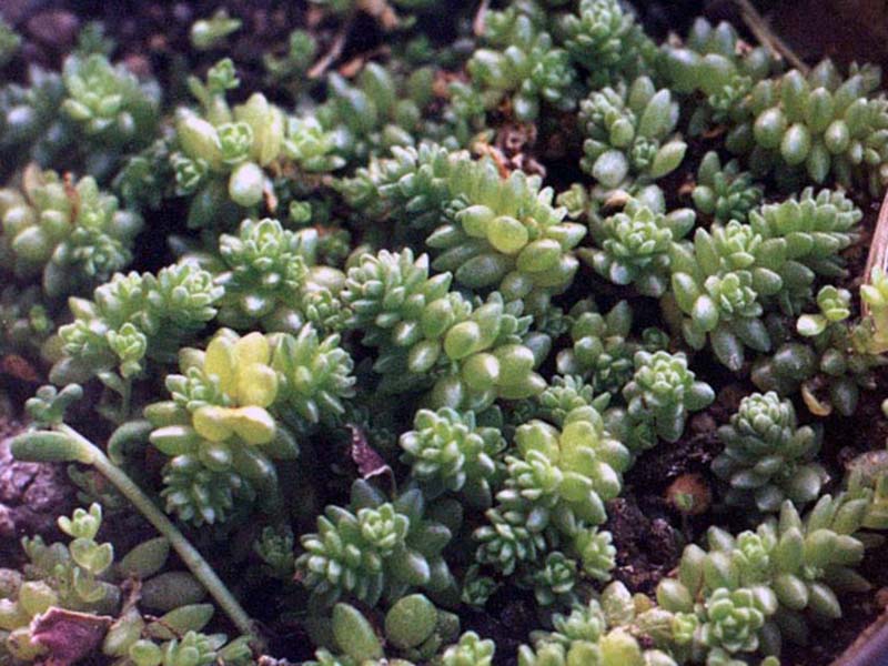 Sedum compactum / sedum compact Sedum compactum / sedum compacto