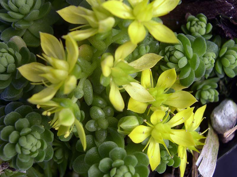 Sedum greggii (diversifolium) / Gregg's sedum (varifolia) Sedum greggii (diversifolium) / Gregg's sedum (varifolia)