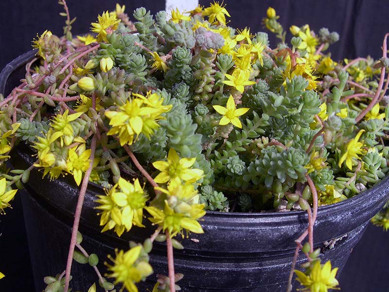 Sedum greggii (diversifolium) / Gregg's sedum (varifolia) Sedum greggii (diversifolium) / Gregg's sedum (varifolia)