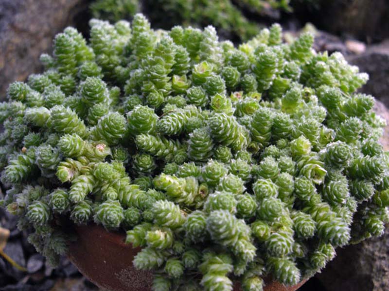 Sedum humifusum / sedum menjalar