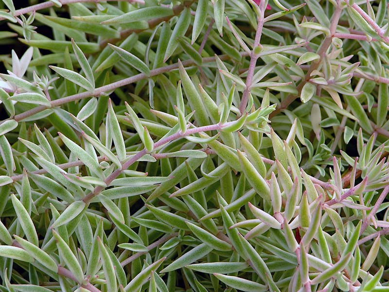 Sedum lineare / sedum linear Sedum lineare / sedum linear