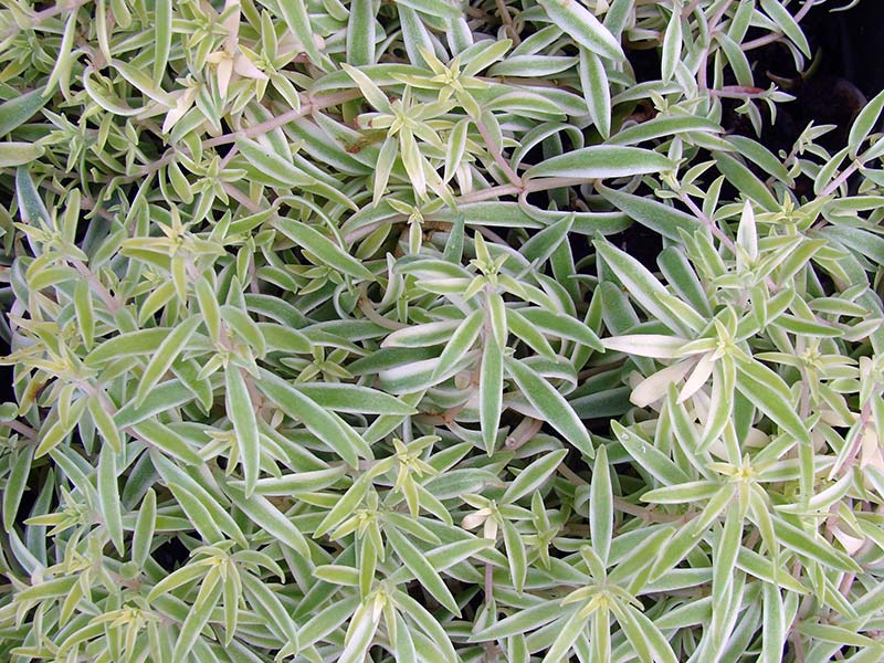 Sedum lineare / sedum linear Sedum lineare / sedum linear