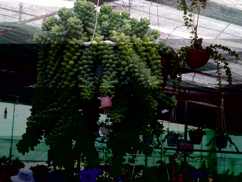 Sedum morganianum / sedum Morgan