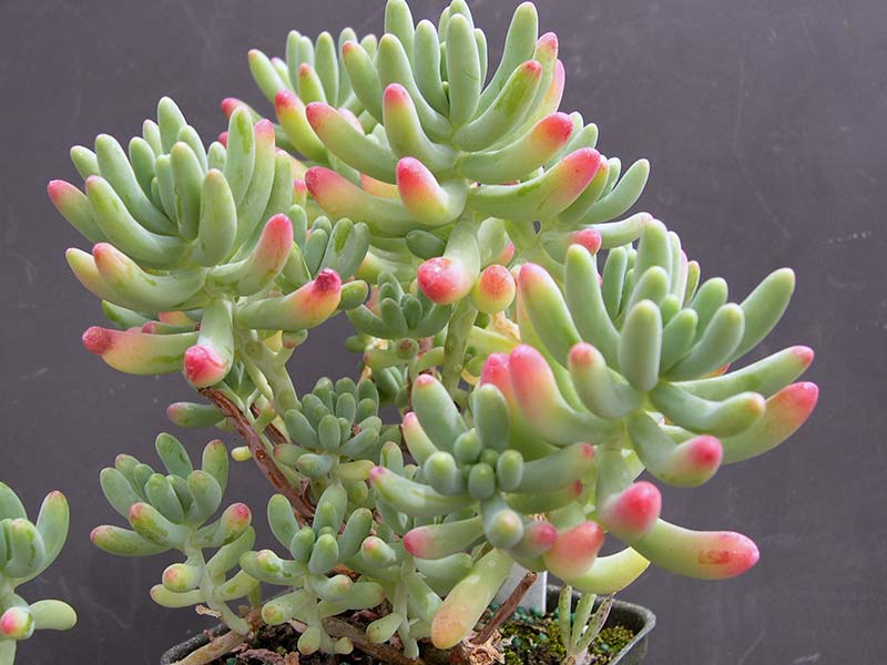 Sedum pachyphyllum / sedum de folhas grossas Sedum pachyphyllum / sedum de folhas grossas