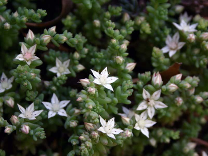 Sedum potosinum / potosinsky sedum Sedum potosinum / sedum potosin
