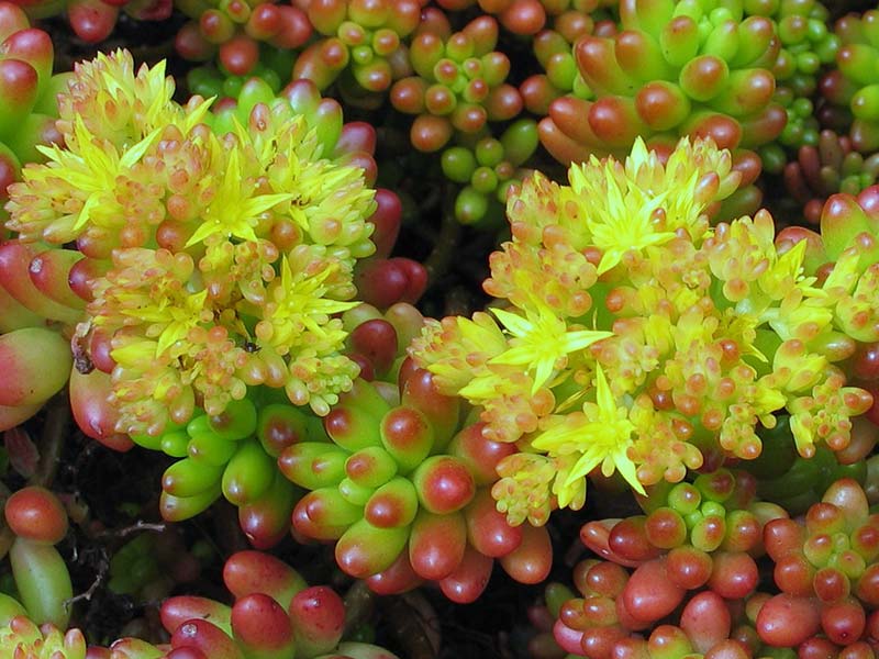 Sedum rubrotinctum / sedum de cor vermelha Sedum rubrotinctum / sedum de cor vermelha