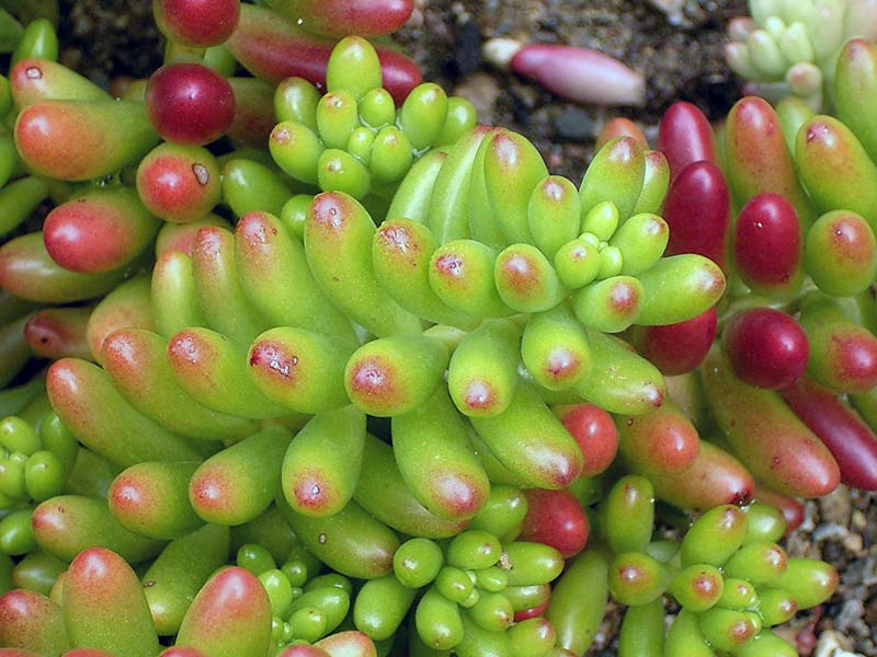 Sedum rubrotinctum / sedum de cor vermelha Sedum rubrotinctum / sedum de cor vermelha