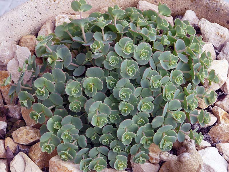 Sedum sieboldii / sedum Siebold