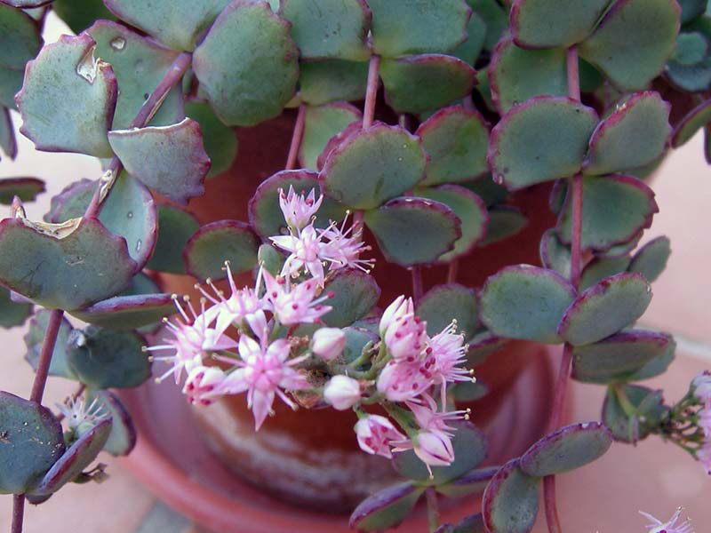 Sedum sieboldii / Siebold sedum Sedum sieboldii / sedum de Siebold