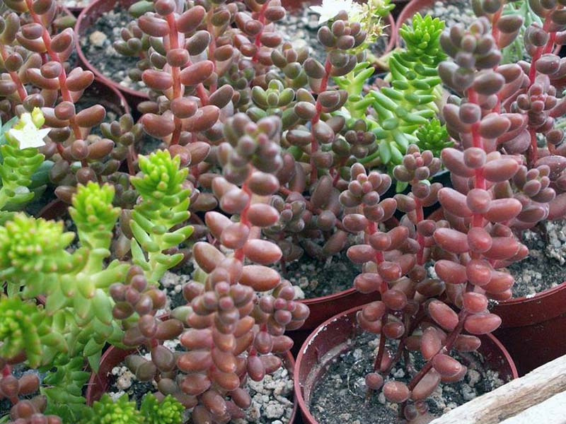 Sedum stahlii / sedum Steel Sedum stahlii / sedum em aço
