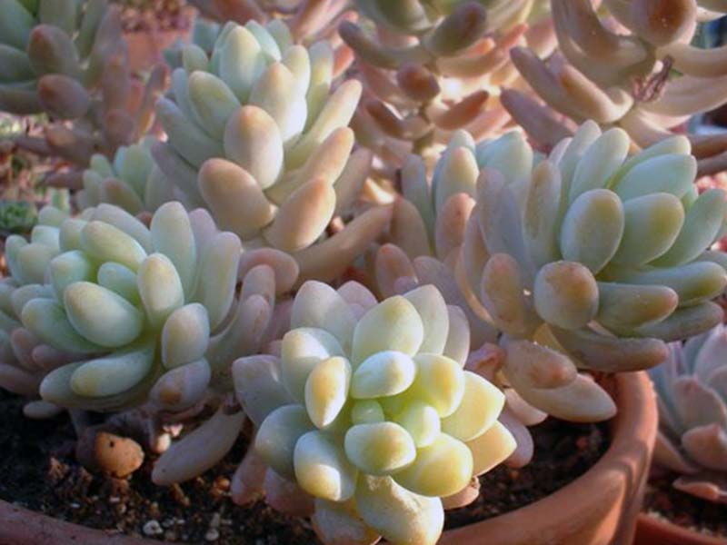 Sedum treleasii / Trelis sedum Sedum treleasii / Trelis sedum