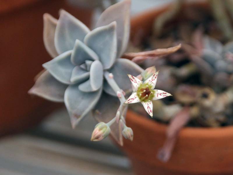 Sedum weinbergii / Weinberg sedum Sedum weinbergii / Weinberg sedum