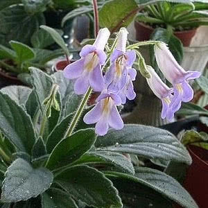 Smithiantha multiflora / Smithiantha multiflora Smithiantha multiflora / Smithiantha multiflora