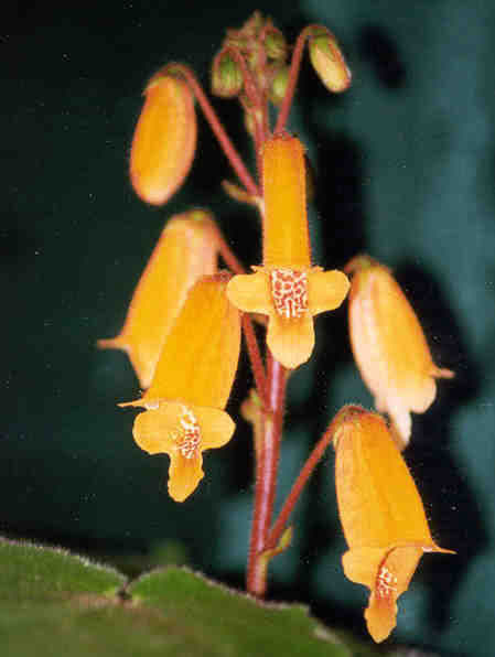 Smithiantha zebrina / smithiantha zebra Smithiantha zebrina / smithiantha zebra