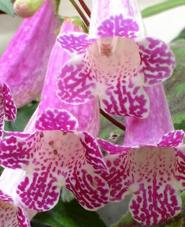 Smithiantha zebrina / smithiantha zebra Smithiantha zebrina / smithiantha zebra