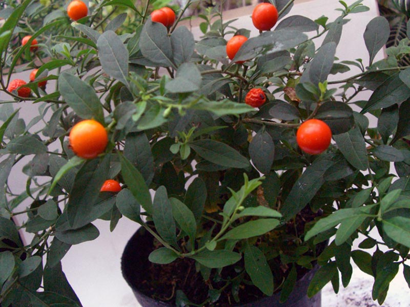 Solanum capsicastrum / erva-moura Solanum capsicastrum / pimenta nocturna (pimenta)