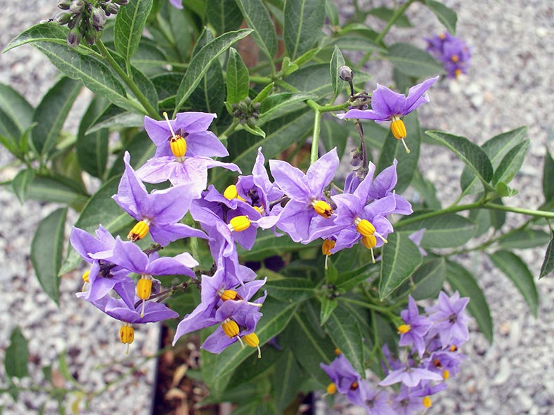 Solanum crispum / beladona encaracolada Solanum crispum / Beladona