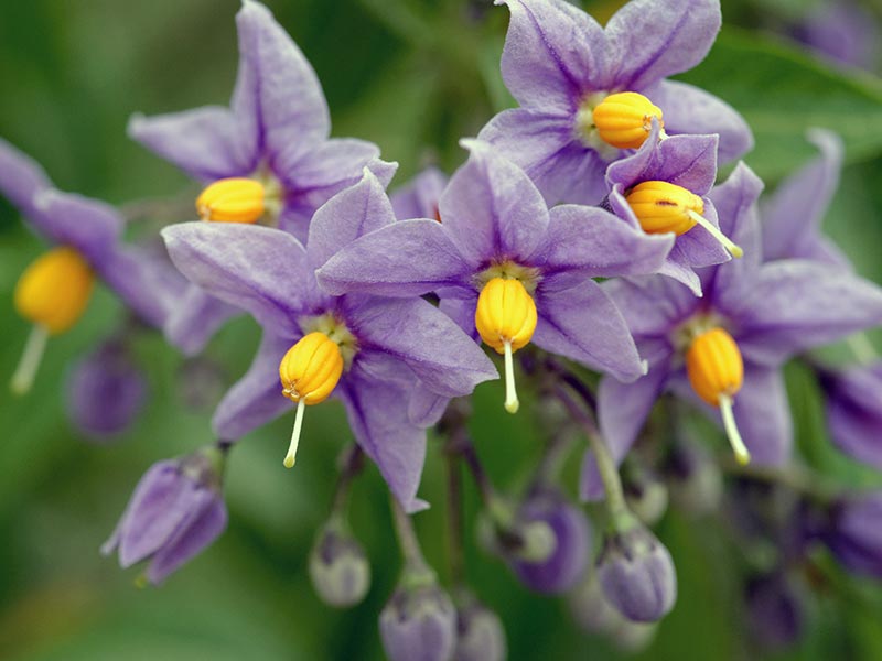 Solanum crispum / beladona encaracolada Solanum crispum / Beladona