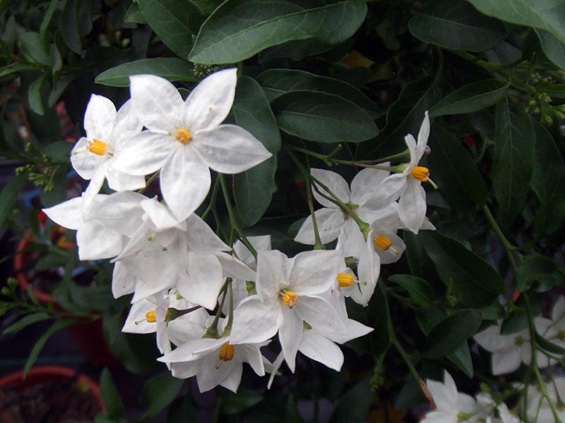 Solanum jasminoides / jasmim beladona Solanum jasminoides / jasmim beladona