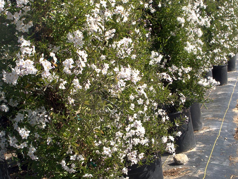 Solanum jasminoides / jasmim beladona Solanum jasminoides / jasmim beladona