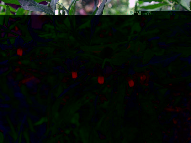 Solanum pseudocapsicum / Fighte Nightshade