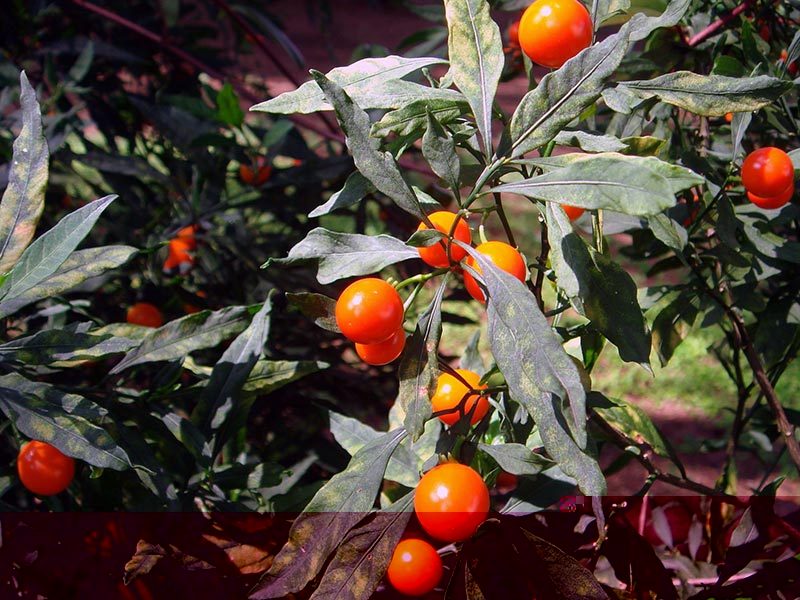 Solanum pseudocapsicum / Fighte Nightshade