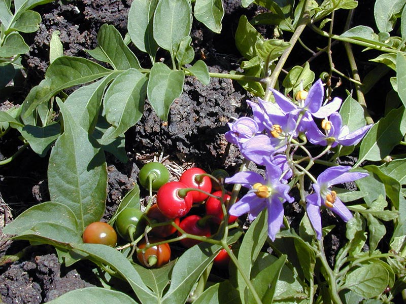 Solanum seaforthianum / Zeafort Beladona Solanum seaforthianum / Beladona de Zeafort