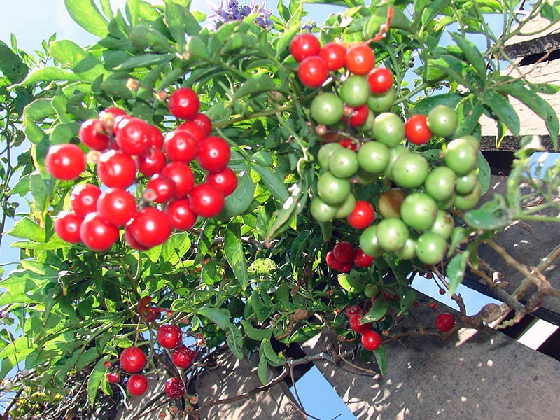 Solanum seaforthianum / Zeafort Beladona Solanum seaforthianum / Beladona de Zeafort