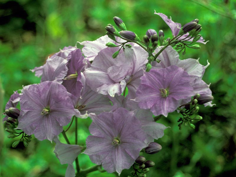 Solanum wendlandii / sombra nocturna de Wendland Solanum wendlandii / sombra nocturna de Wendland
