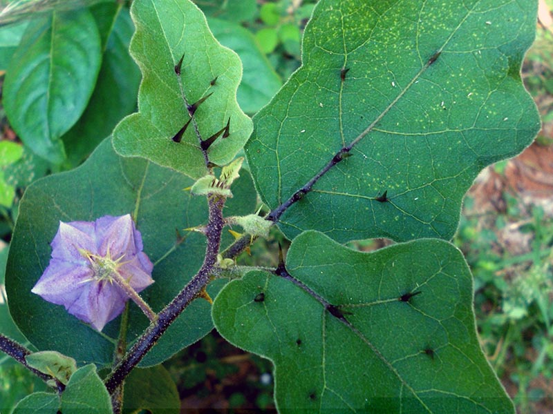 Solanum wendlandii / Wendland nighthade
