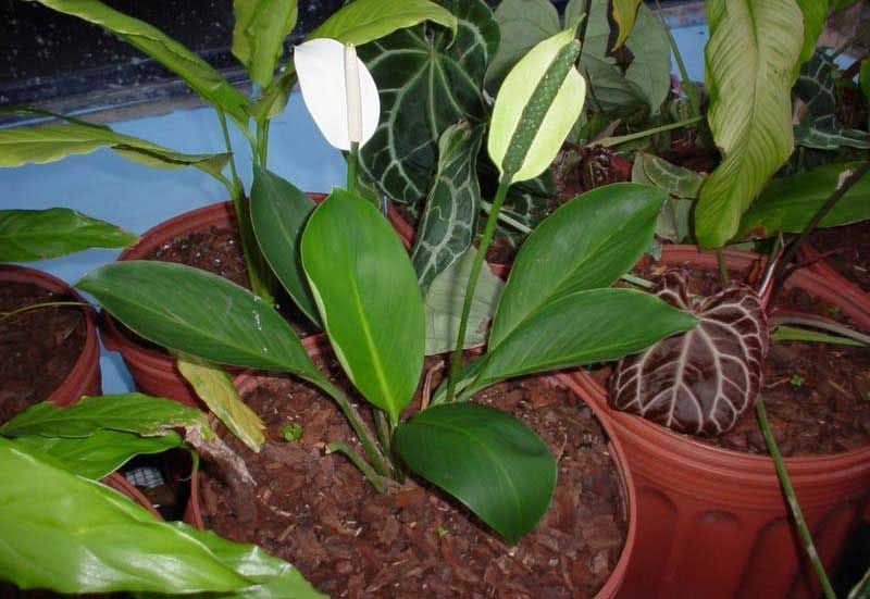 ספתיפילום קניפוליום / ספתיפילום קנולי Spathiphyllum cannifolium / Spathiphyllum cannoli