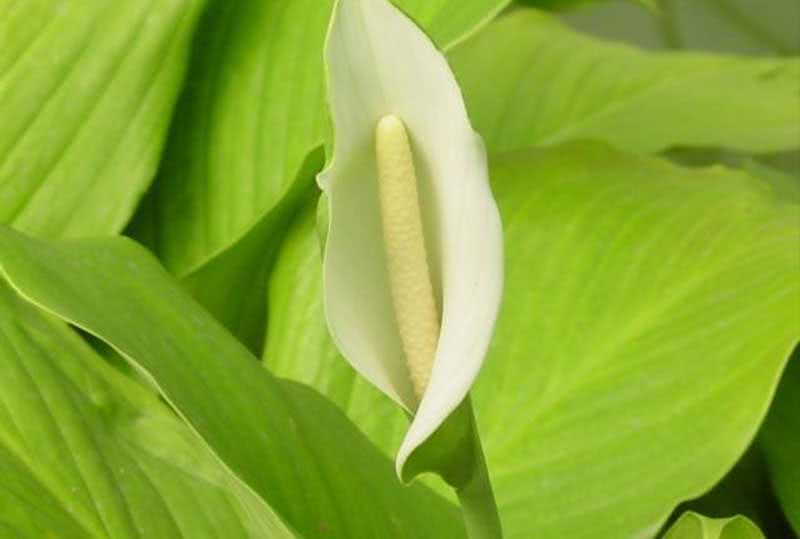 Spathiphyllum cannifolium / Spathiphyllum cannoli Spathiphyllum cannifolium / Spathiphyllum cannoli
