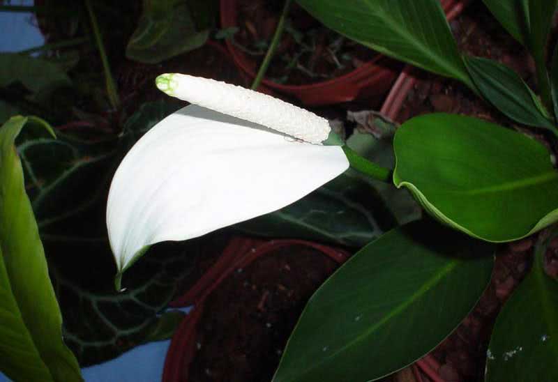 ספתיפילום קניפוליום / ספתיפילום קנולי Spathiphyllum cannifolium / Spathiphyllum cannoli