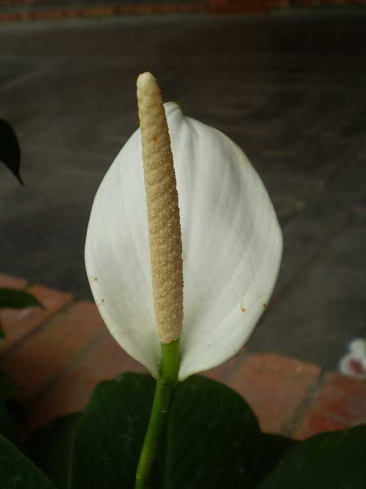 Spathiphyllum cannifolium / Spathiphyllum cannoli Spathiphyllum cannifolium / Spathiphyllum cannoli