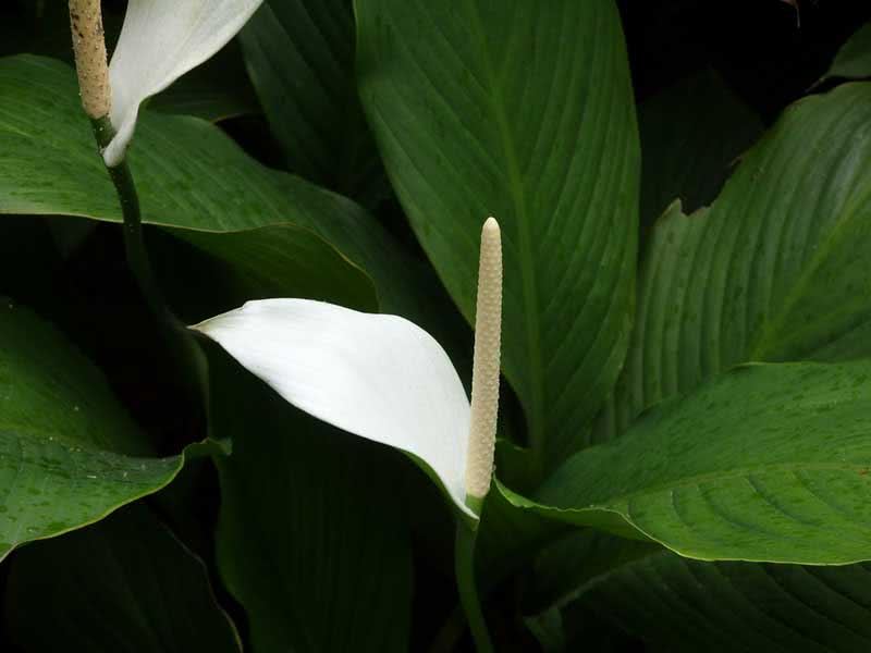 ספתיפילום קניפוליום / ספתיפילום קנולי Spathiphyllum cannifolium / Spathiphyllum cannoli