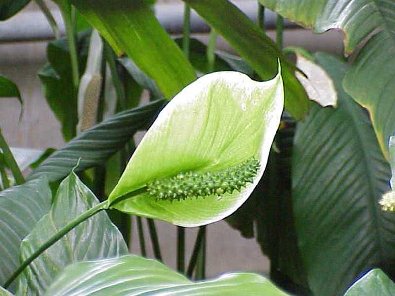 Spathiphyllum cochlearispathum / spoon spathiphyllum Spathiphyllum cochlearispathum / ספאת'פילום בצורת כף