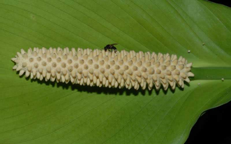 Spathiphyllum cochlearispathum / spathiphyllum berbentuk sudu