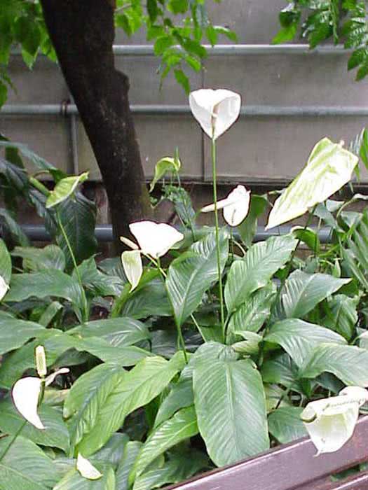 Spathiphyllum cochlearispathum / spathiphyllum berbentuk sudu