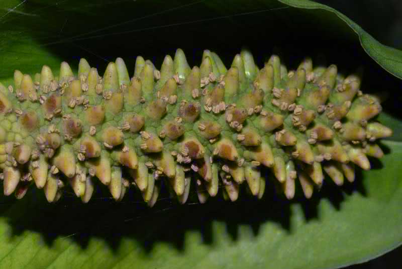 Spathiphyllum cochlearispathum / spathiphyllum berbentuk sudu