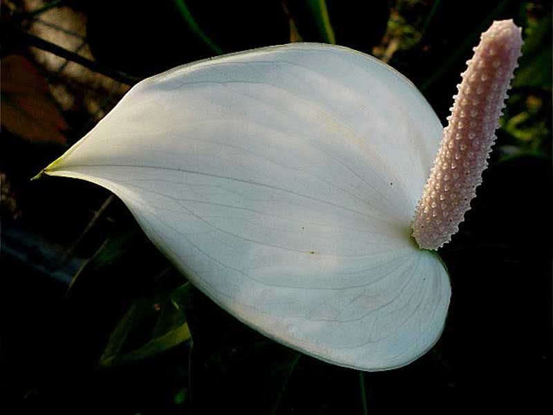 Spathiphyllum cochlearispathum / spathiphyllum berbentuk sudu