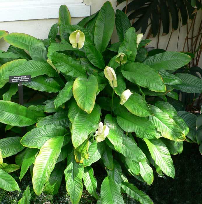 Spathiphyllum floribundum / spathiphyllum sangat berbunga