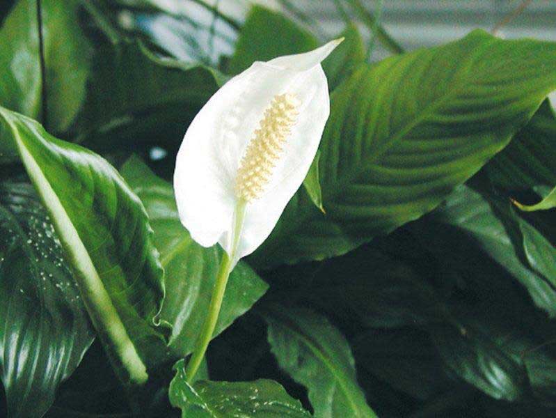 Spathiphyllum floribundum / spathiphyllum sangat berbunga