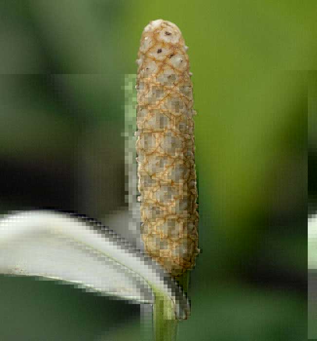 Spathiphyllum floribundum / spathiphyllum sangat berbunga