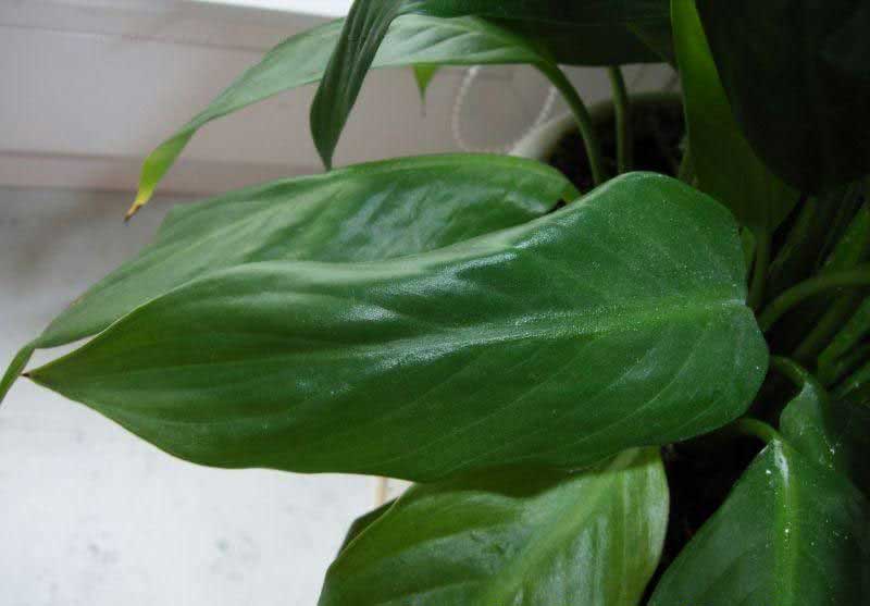 Spathiphyllum floribundum / spathiphyllum sangat berbunga
