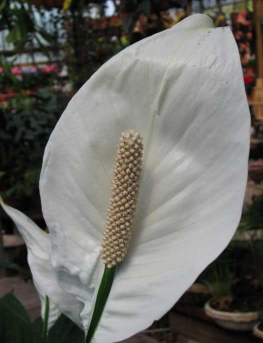 Spathiphyllum wallisii / Wallis spathiphyllum