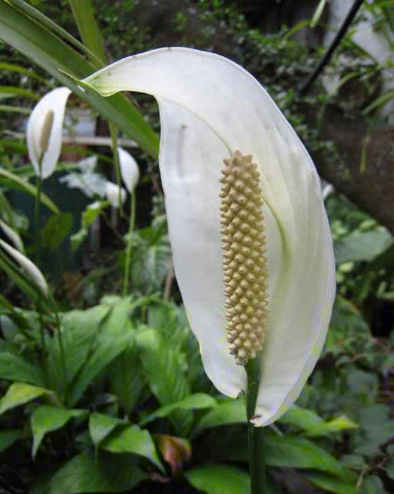 Spathiphyllum wallisii / Wallis spathiphyllum