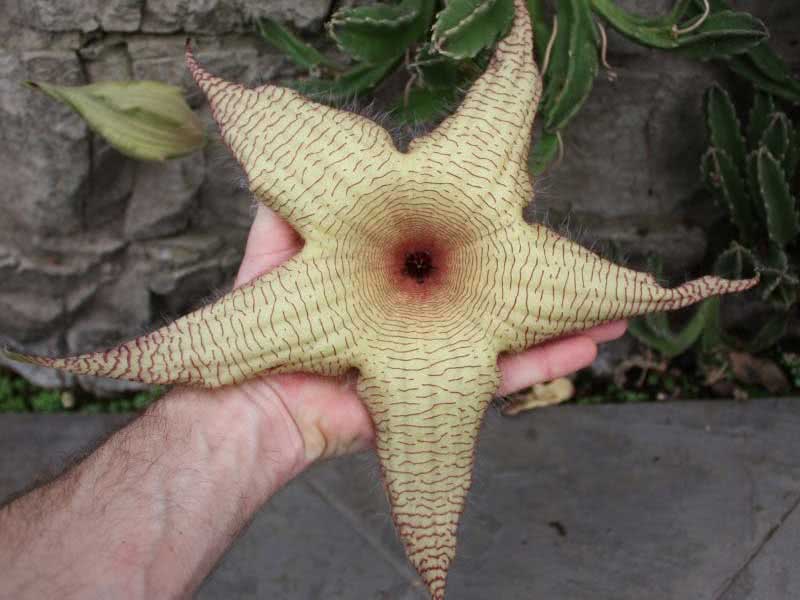 Stapelia gigantea / מצרך ענק Stapelia gigantea / stapelia ענק