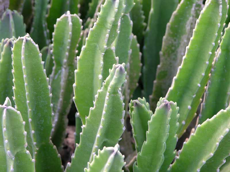 Stapelia gigantea / מצרך ענק Stapelia gigantea / stapelia ענק