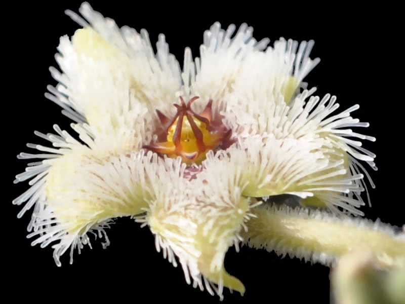 Stapelia glanduliflora / Stapelia glanduliflora Stapelia glanduliflora / Stapelia glanduliflora